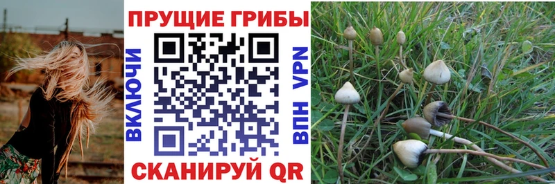 Купить закладки  Нязепетровск  Галлюциногенные грибы Psilocybine cubensis 